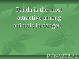 Panda is the most attractive among animals in danger.