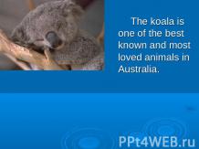 The koala is one of the best known and most loved animals in Australia