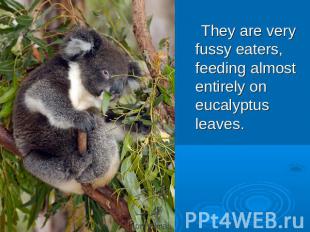They are very fussy eaters, feeding almost entirely on eucalyptus leaves.