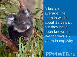 A koala’s average life span in wild is about 12 years , but they have been known