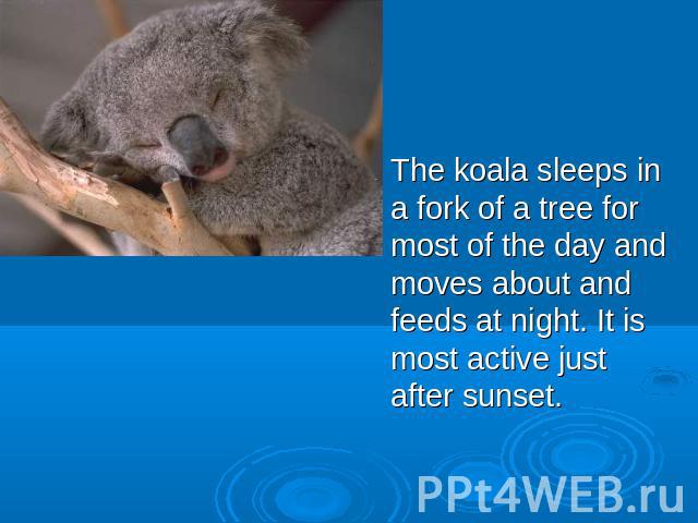 The koala sleeps in a fork of a tree for most of the day and moves about and feeds at night. It is most active just after sunset.