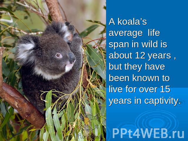 A koala’s average life span in wild is about 12 years , but they have been known to live for over 15 years in captivity.