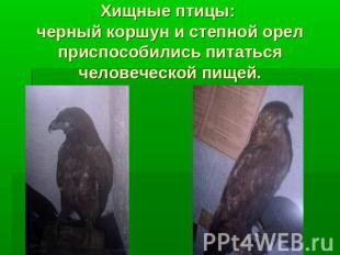 Хищные птицы: черный коршун и степной орел приспособились питаться человеческой