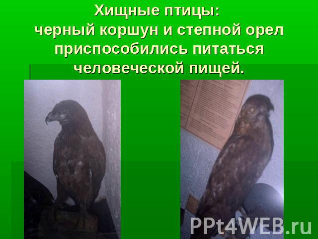 Хищные птицы: черный коршун и степной орел приспособились питаться человеческой пищей.