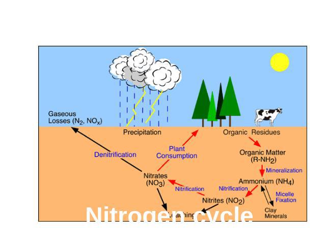 The balance of nature Nitrogen cycle