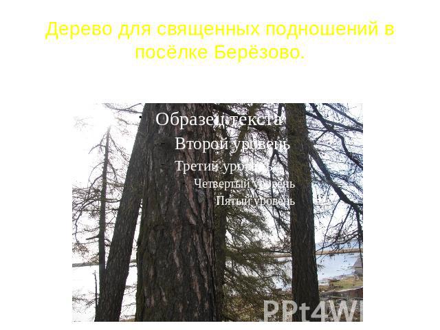 Дерево для священных подношений в посёлке Берёзово.