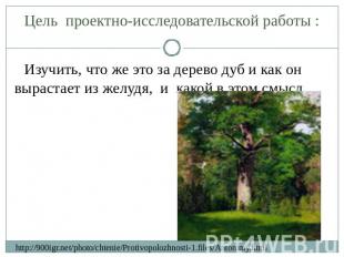 Цель проектно-исследовательской работы : Изучить, что же это за дерево дуб и как
