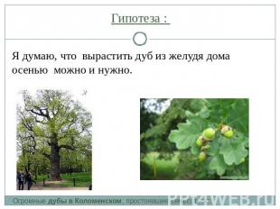 Гипотеза : Я думаю, что вырастить дуб из желудя дома осенью можно и нужно.