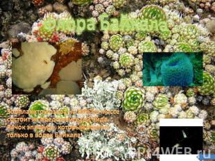 Флора Байкала Зоопланктон озера на 80% по массе состоит из представителей вида Р