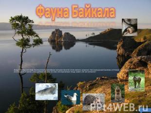 Фауна Байкала В мире нет другого озера, биологическое разнообразие которого было