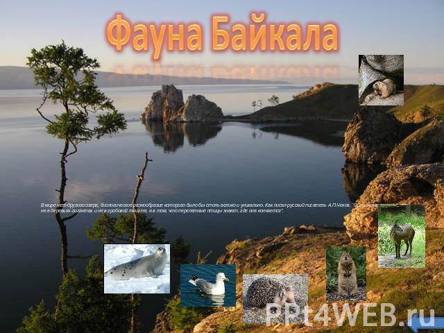 Фауна Байкала В мире нет другого озера, биологическое разнообразие которого было бы столь велико и уникально. Как писал русский писатель А.П.Чехов, 