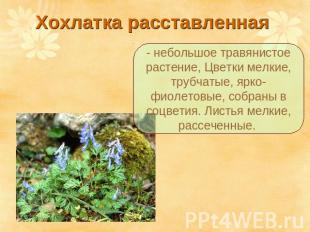 Хохлатка расставленная - небольшое травянистое растение, Цветки мелкие, трубчаты