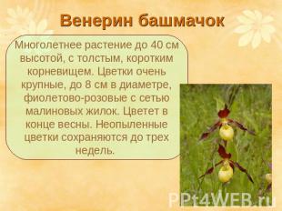 Венерин башмачок Многолетнее растение до 40 см высотой, с толстым, коротким корн