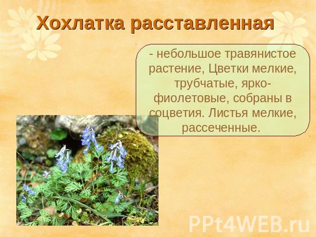 Хохлатка расставленная - небольшое травянистое растение, Цветки мелкие, трубчатые, ярко-фиолетовые, собраны в соцветия. Листья мелкие, рассеченные.