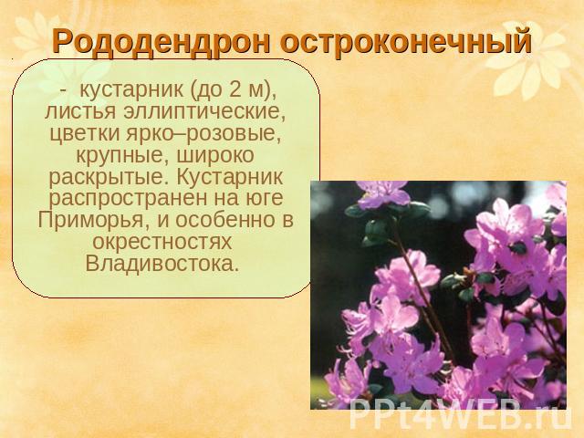 Рододендрон остроконечный - кустарник (до 2 м), листья эллиптические, цветки ярко–розовые, крупные, широко раскрытые. Кустарник распространен на юге Приморья, и особенно в окрестностях Владивостока.