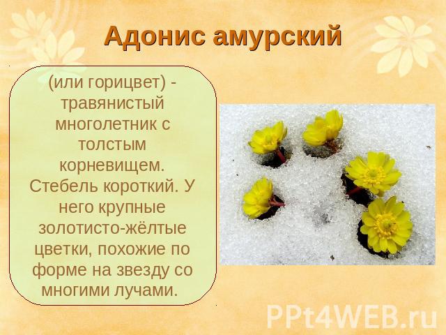 Адонис амурский (или горицвет) - травянистый многолетник с толстым корневищем. Стебель короткий. У него крупные золотисто-жёлтые цветки, похожие по форме на звезду со многими лучами.