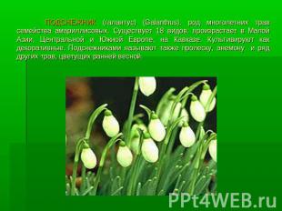 ПОДСНЕЖНИК (галантус) (Galanthus), род многолетних трав семейства амариллисовых.