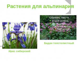 Растения для альпинарияИрис сибирский Бадан толстолистный