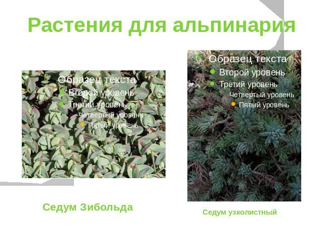 Растения для альпинарияСедум Зибольда Седум узколистный