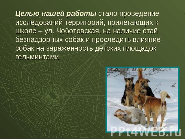 Целью нашей работы стало проведение исследований территорий, прилегающих к школе – ул. Чоботовская, на наличие стай безнадзорных собак и проследить влияние собак на зараженность детских площадок гельминтами