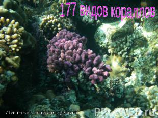 177 видов кораллов Личные наблюдения