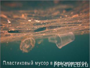 Пластиковый мусор в Красном море
