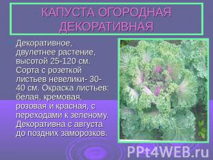 КАПУСТА ОГОРОДНАЯ ДЕКОРАТИВНАЯДекоративное, двулетнее растение, высотой 25-120 с