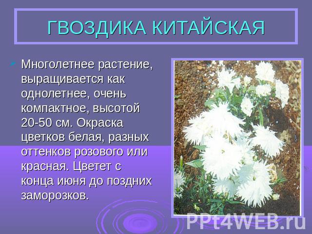 ГВОЗДИКА КИТАЙСКАЯ Многолетнее растение, выращивается как однолетнее, очень компактное, высотой 20-50 см. Окраска цветков белая, разных оттенков розового или красная. Цветет с конца июня до поздних заморозков.