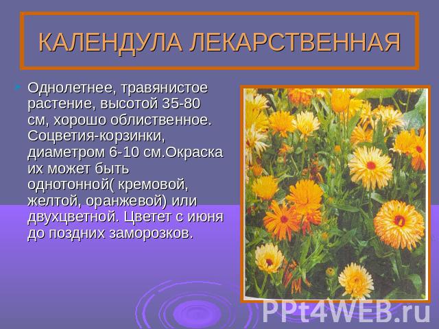КАЛЕНДУЛА ЛЕКАРСТВЕННАЯ Однолетнее, травянистое растение, высотой 35-80 см, хорошо облиственное. Соцветия-корзинки, диаметром 6-10 см.Окраска их может быть однотонной( кремовой, желтой, оранжевой) или двухцветной. Цветет с июня до поздних заморозков.