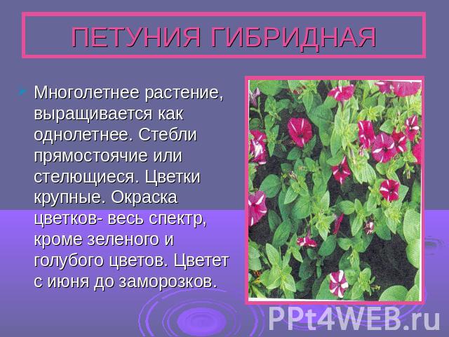 ПЕТУНИЯ ГИБРИДНАЯМноголетнее растение, выращивается как однолетнее. Стебли прямостоячие или стелющиеся. Цветки крупные. Окраска цветков- весь спектр, кроме зеленого и голубого цветов. Цветет с июня до заморозков.