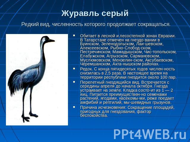 Журавль серый Редкий вид, численность которого продолжает сокращаться. Обитает в лесной и лесостепной зонах Евразии. В Татарстане отмечен на гнездо-вании в Буинском, Зеленодольском, Лаи-шевском, Алексеевском, Рыбно-Слобод-ском, Пестречинском, Мамады…