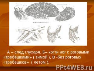 А – след глухаря, Б– когти ног с роговыми «гребешками» ( зимой ), В -без роговых