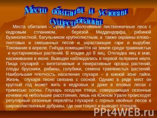 Место обитания и условия существования Места обитания – сухие и заболоченные лис