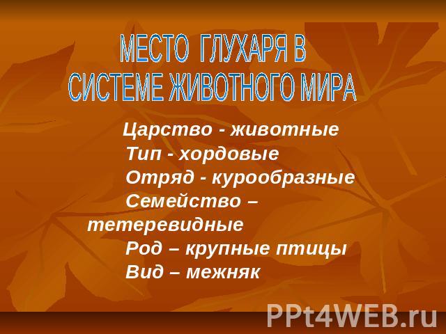 МЕСТО ГЛУХАРЯ В СИСТЕМЕ ЖИВОТНОГО МИРА Царство - животные Тип - хордовые Отряд - курообразные Семейство – тетеревидные Род – крупные птицы Вид – межняк