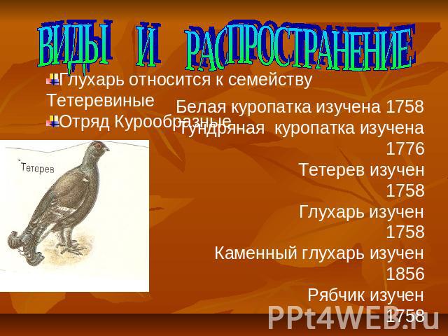 Реферат: Глухарь - птица леса