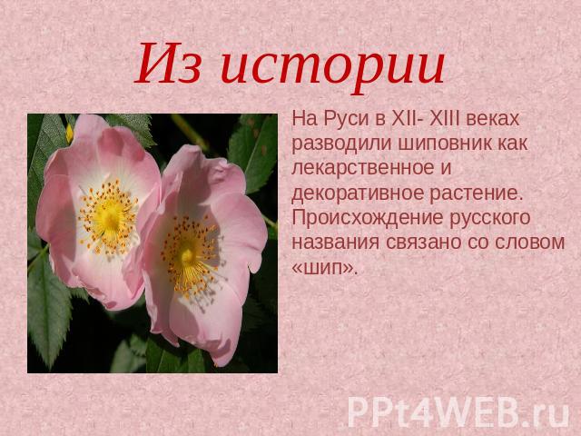 Из истории На Руси в ХII- ХIII веках разводили шиповник как лекарственное и декоративное растение. Происхождение русского названия связано со словом «шип».