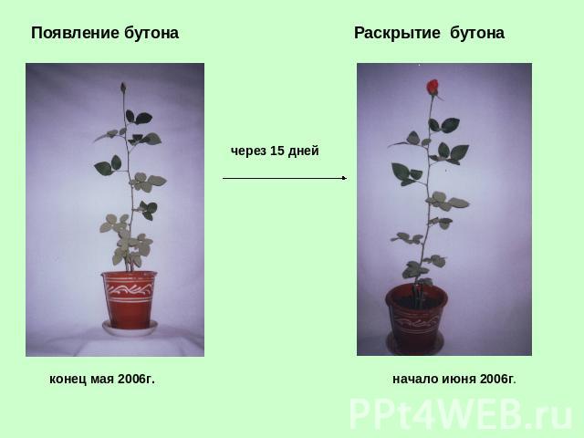 Появление бутона Раскрытие бутона через 15 дней конец мая 2006г. начало июня 2006г.