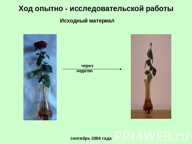 Ход опытно - исследовательской работы Исходный материал через неделю сентябрь 2004 года