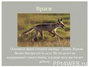 Враги Основные враги степной лисицы – волки. Корсак бегает быстро (40-50 км/ч).