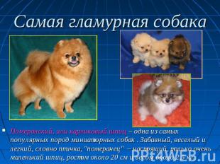 Самая гламурная собака Померанский, или карликовый шпиц – одна из самых популярн