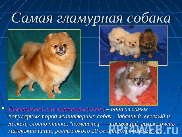 Самая гламурная собака Померанский, или карликовый шпиц – одна из самых популярных пород миниатюрных собак . Забавный, веселый и легкий, словно птичка, 
