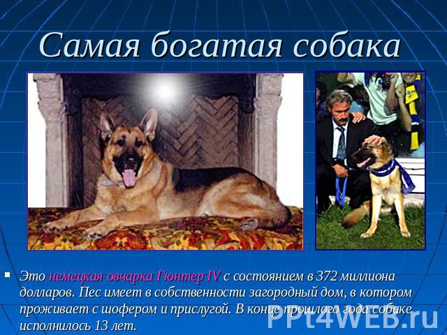 Самая богатая собака Это немецкая овчарка Гюнтер IV с состоянием в 372 миллиона долларов. Пес имеет в собственности загородный дом, в котором проживает с шофером и прислугой. В конце прошлого года собаке исполнилось 13 лет.
