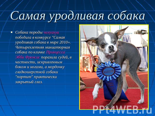 Самая уродливая собака Собака породы чихуахуа победила в конкурсе 