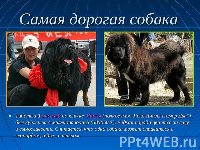 Самая дорогая собака Тибетский мастиф по кличке Янцзы (полное имя 