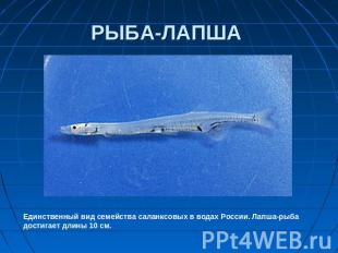 РЫБА-ЛАПША Единственный вид семейства саланксовых в водах России. Лапша-рыба дос