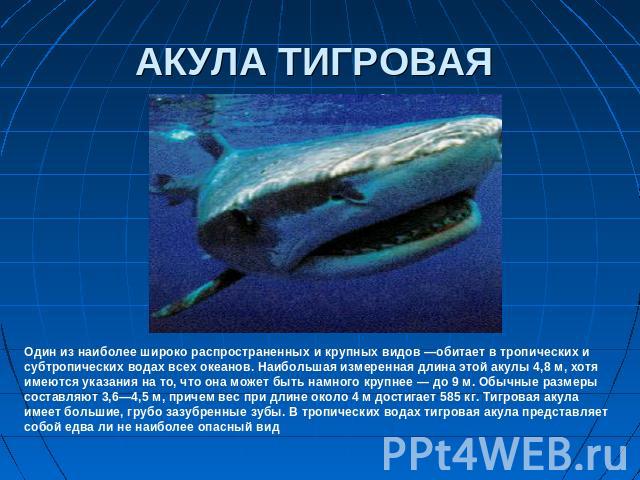 АКУЛА ТИГРОВАЯ Один из наиболее широко распространенных и крупных видов —обитает в тропических и субтропических водах всех океанов. Наибольшая измеренная длина этой акулы 4,8 м, хотя имеются указания на то, что она может быть намного крупнее — до 9 …