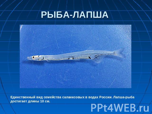 РЫБА-ЛАПША Единственный вид семейства саланксовых в водах России. Лапша-рыба достигает длины 10 см.