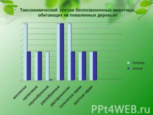 Таксономический состав беспозвоночных животных, обитающих на поваленных деревьях