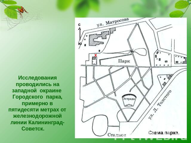 Исследования проводились на западной окраине Городского парка, примерно в пятидесяти метрах от железнодорожной линии Калининград-Советск.