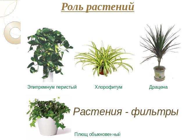 Роль растений Эпипремнум перистый Хлорофитум Драцена Растения - фильтры Плющ обыкновенный